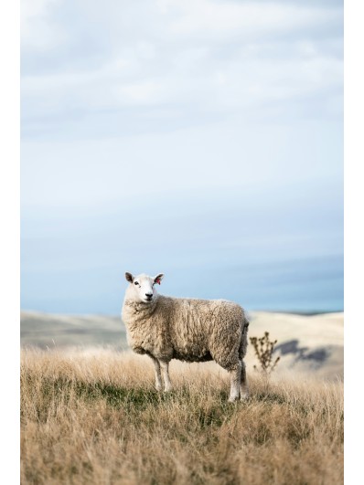 Adak Kurbanı Nedir ve Neden Kesilir? | Otah Afrika