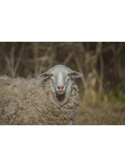 Akika Kurbanı Küçükbaş