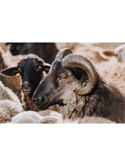 [Afrika] - Vacip Kurban...