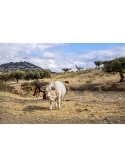 [Afrika] - Vacip Kurban Hisse